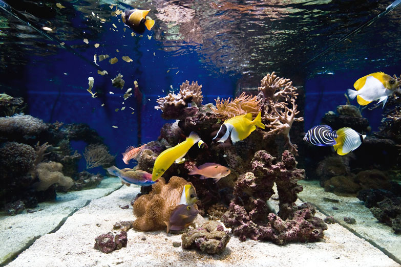 Meerwasseraquarium