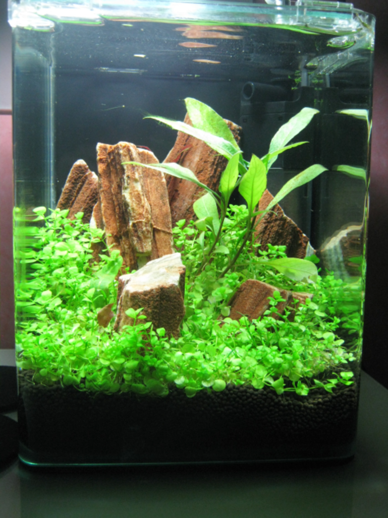 Nanoaquarium